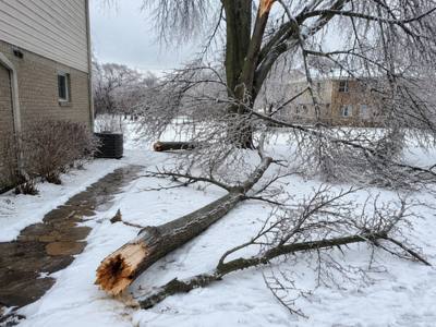 Bare winter limb brought down after an ice load