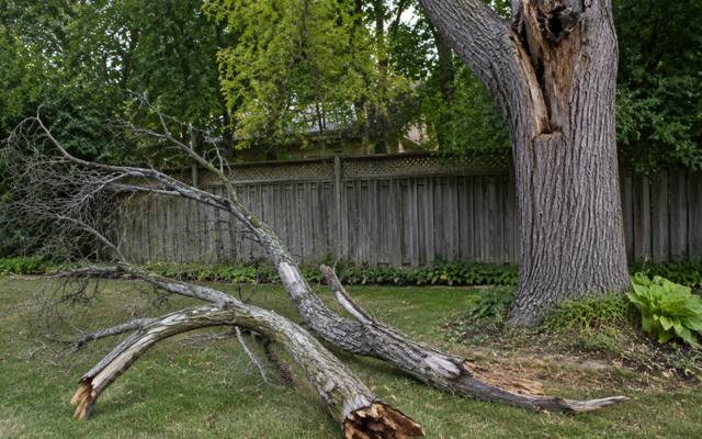 Dead limbs down at the foot of a trunk with an open decay cavity