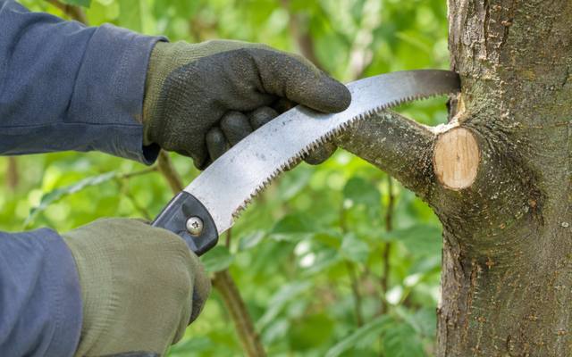 Hand saw finishing a pruning cut back to the branch collar